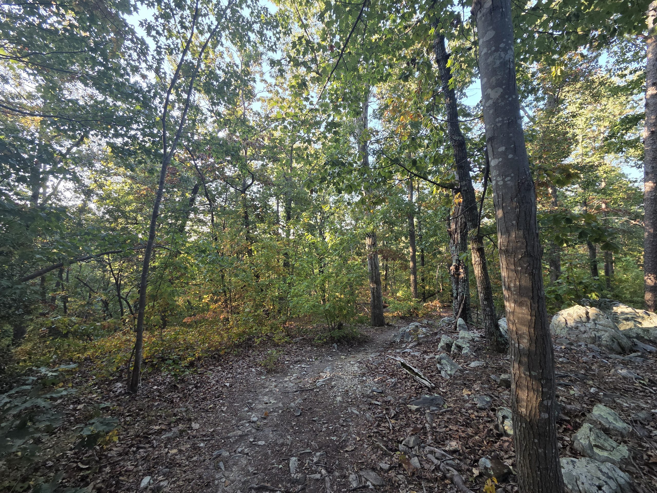 A picture of the Wood Run Rd trail in the morning.