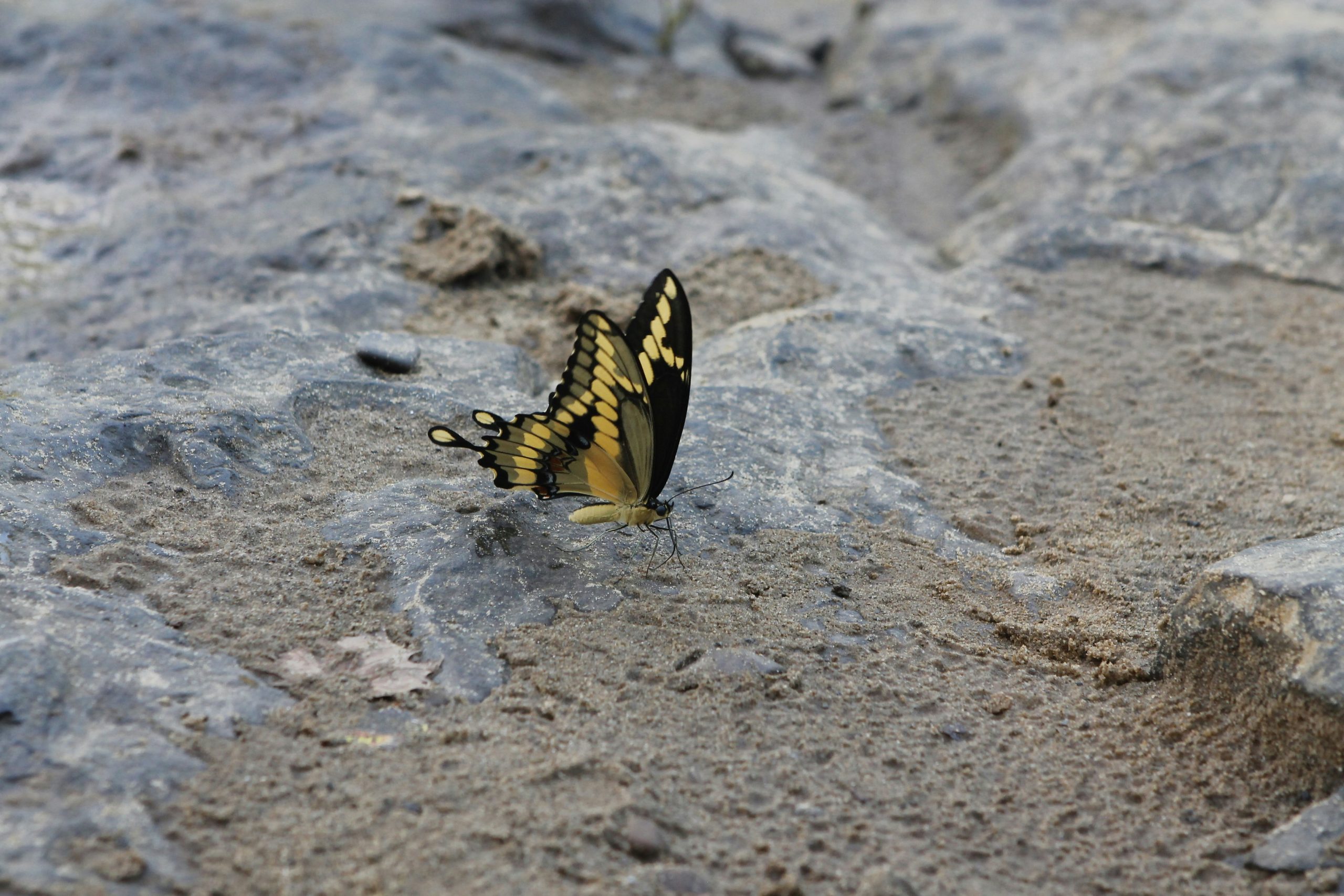 Swallowtail